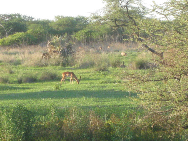 Etosha 336.jpg